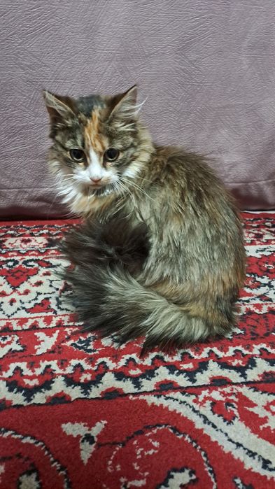 Отдам котят. В хорошие руки.
