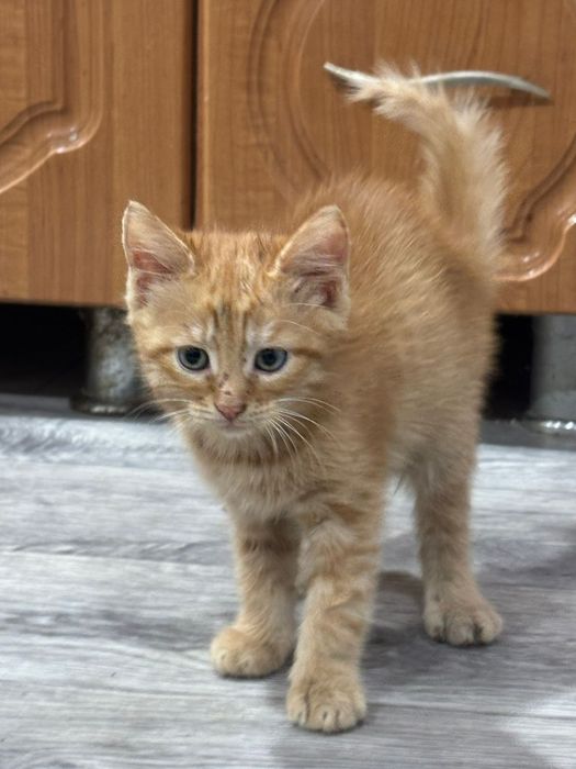 Отдам котят 2 месяца