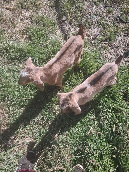 Vind capra anglo nubian la a doua fatarefatare