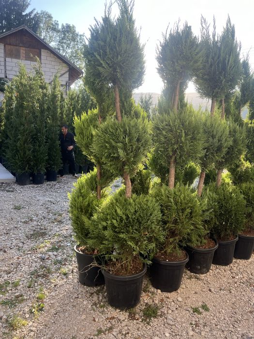 Plante ornamentale de orice soi