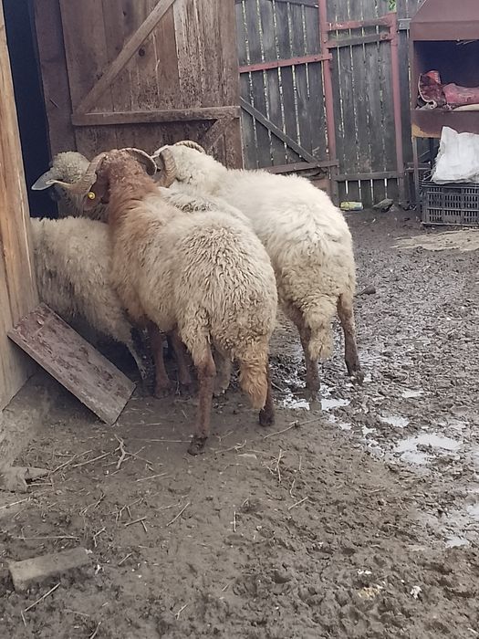 De  vânzare berbeci