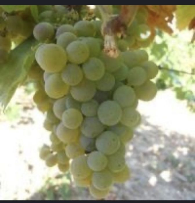 Struguri productie 2025