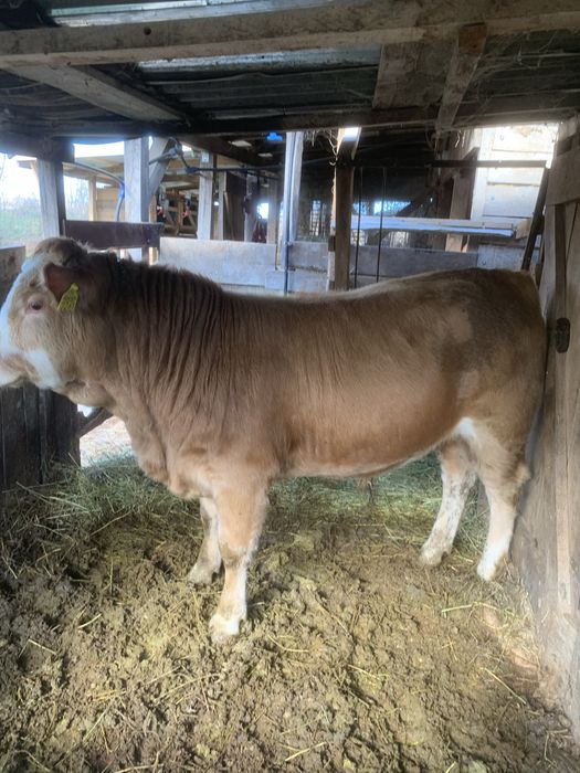 Vand 2 taurasi angus