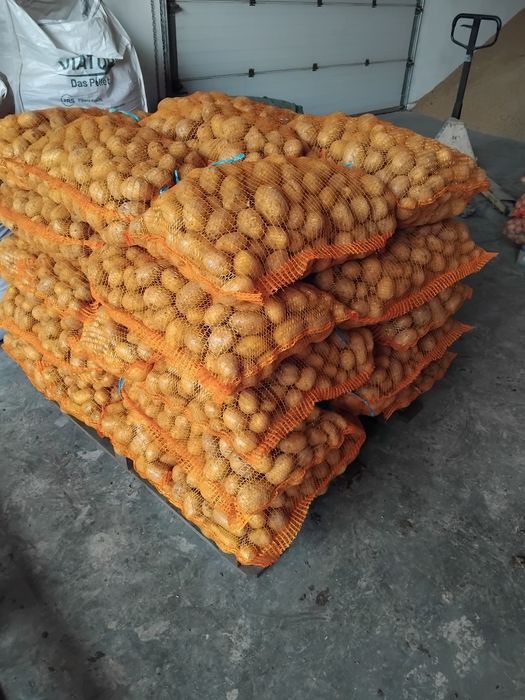 Ceapă plată  și cartofi