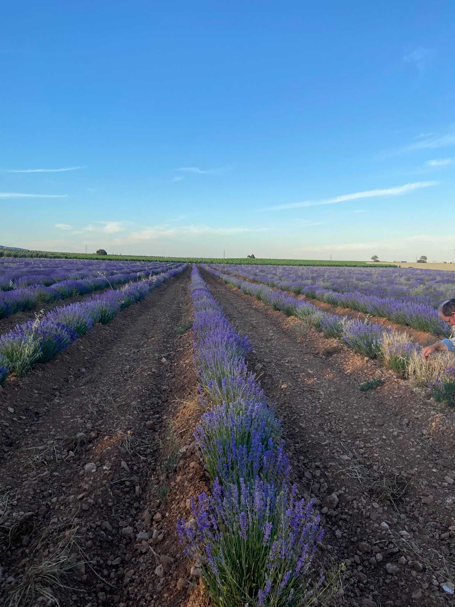 Butasi de lavanda