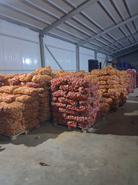 Cartofi albi și rosu cantitate  mare preț 1.5