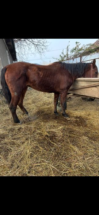 De vanzare 2 cai muncitii la padure un cal castrat si o iapa