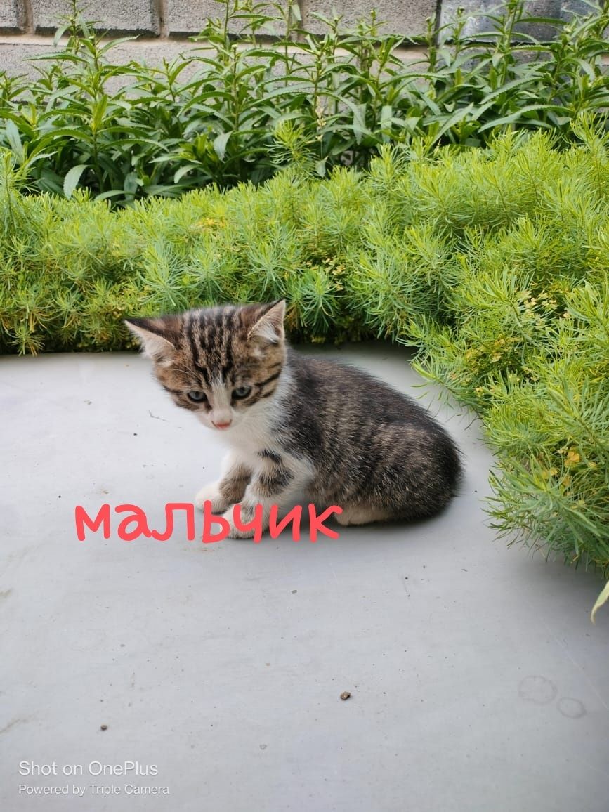 Отдам котят в добрые руки.