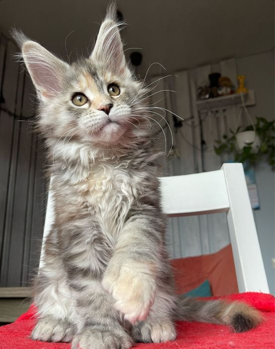 Puiut Maine Coon Gigant