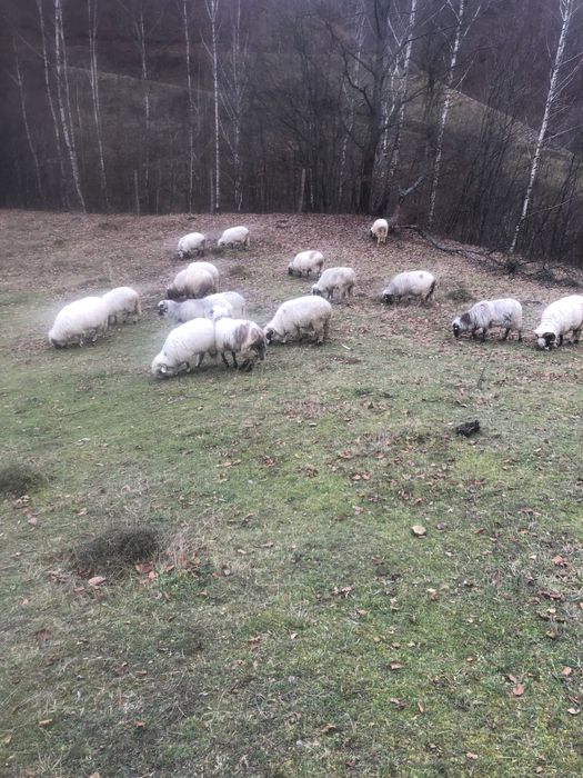 Vând oi breze de petrosani