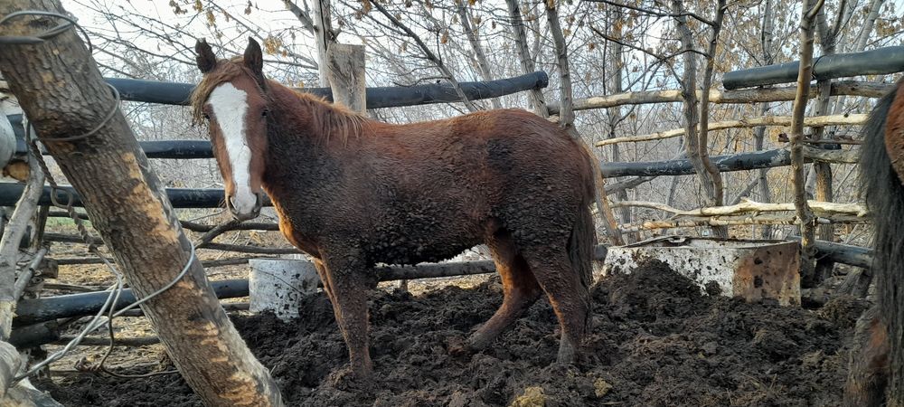 Продам лошадей СОҒЫМ