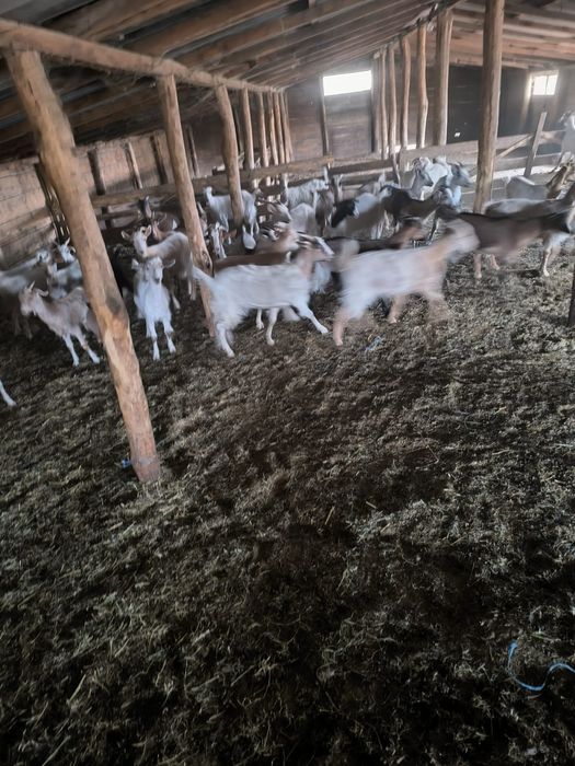 Vând ezi pentru pastrama