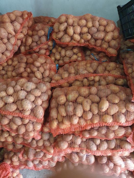 Vând cartofi de consum 1.5 lei soi carrera