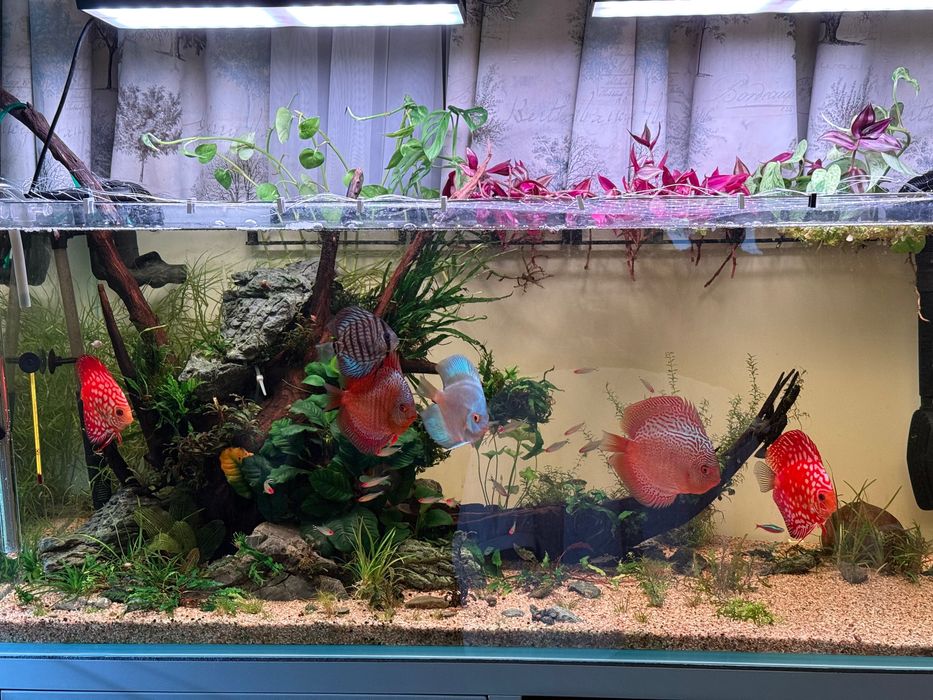 Vand discusi maturi pereche