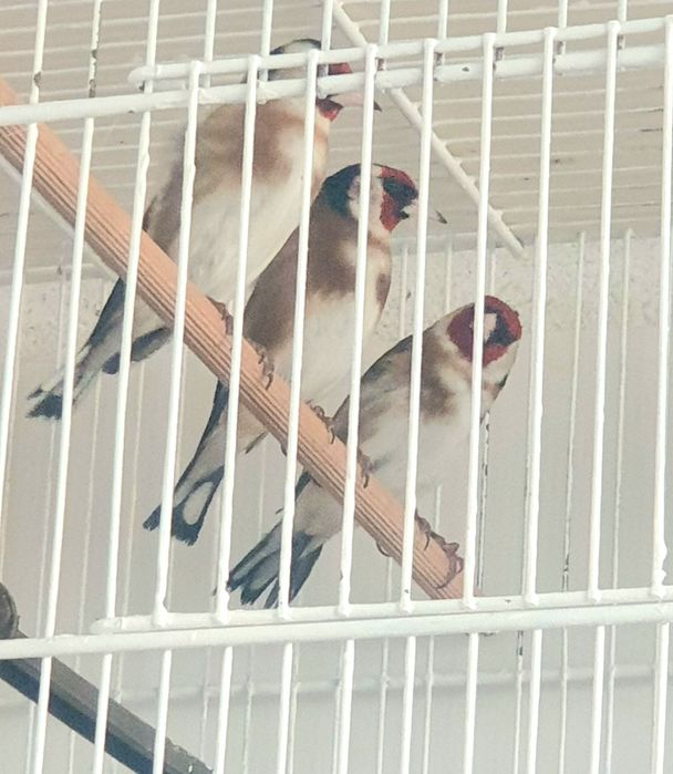 canari tineret,masculi,femele ,hibrizi