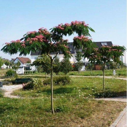 Albizia (Arborele de matase)