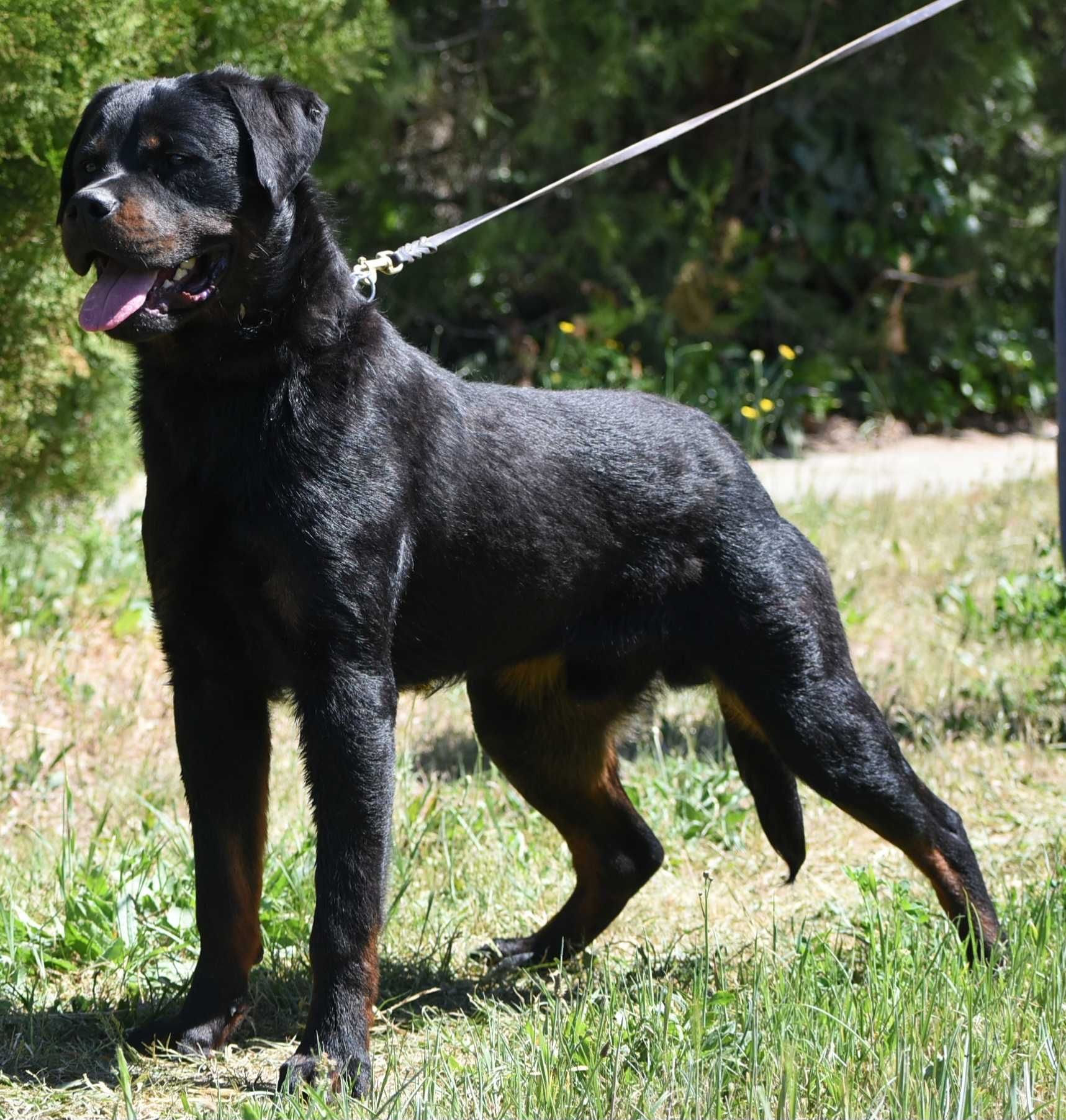 Vand mascul rottweiler 1 an