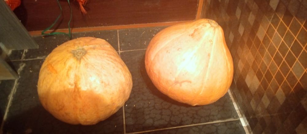 Продам тыкву две штуки.