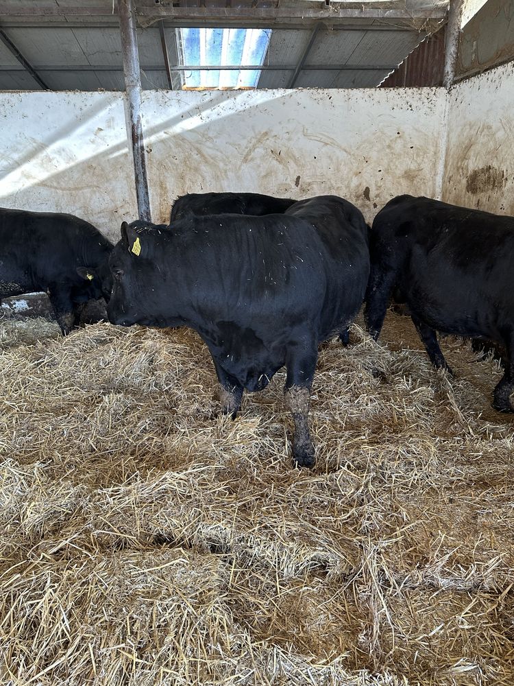 Vand taur angus pt reproductie 4000