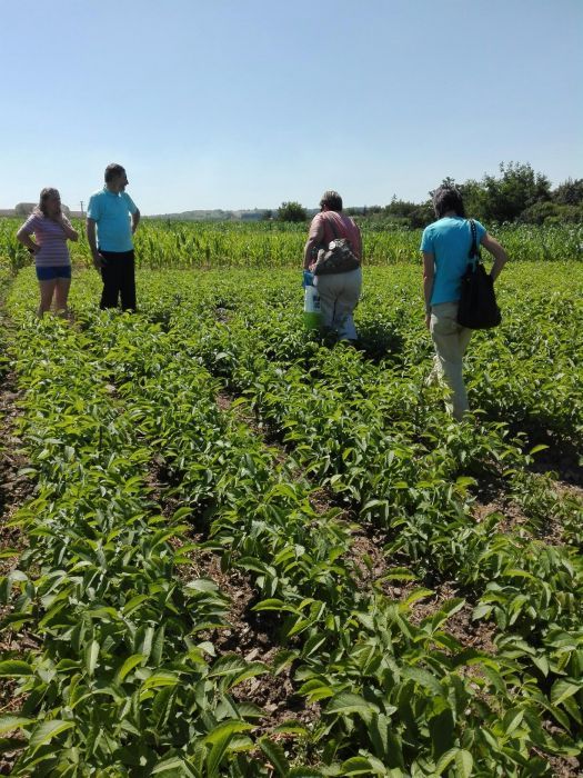 Nuc negru juglans nigra portaltoi sau pentru împădurire livrare ro