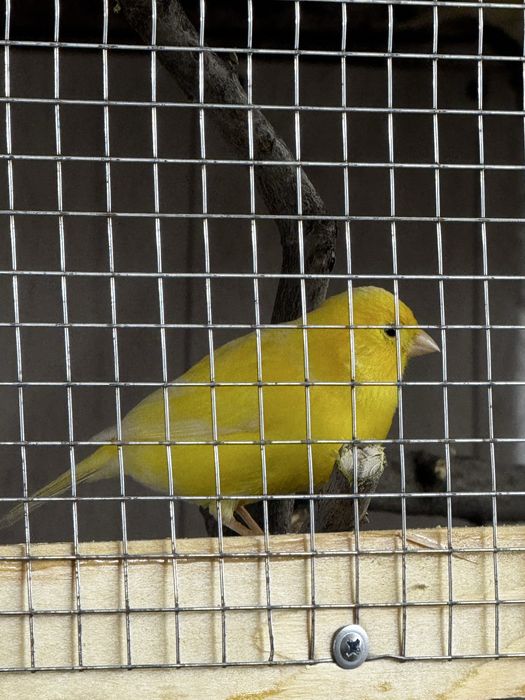 Канарейки овсяночного напева