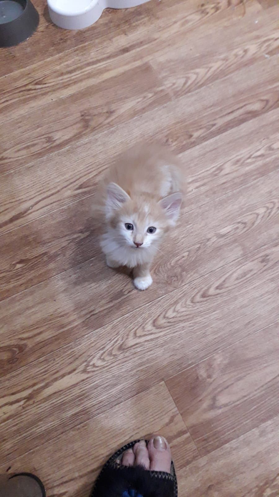 Котята персы бесплатно