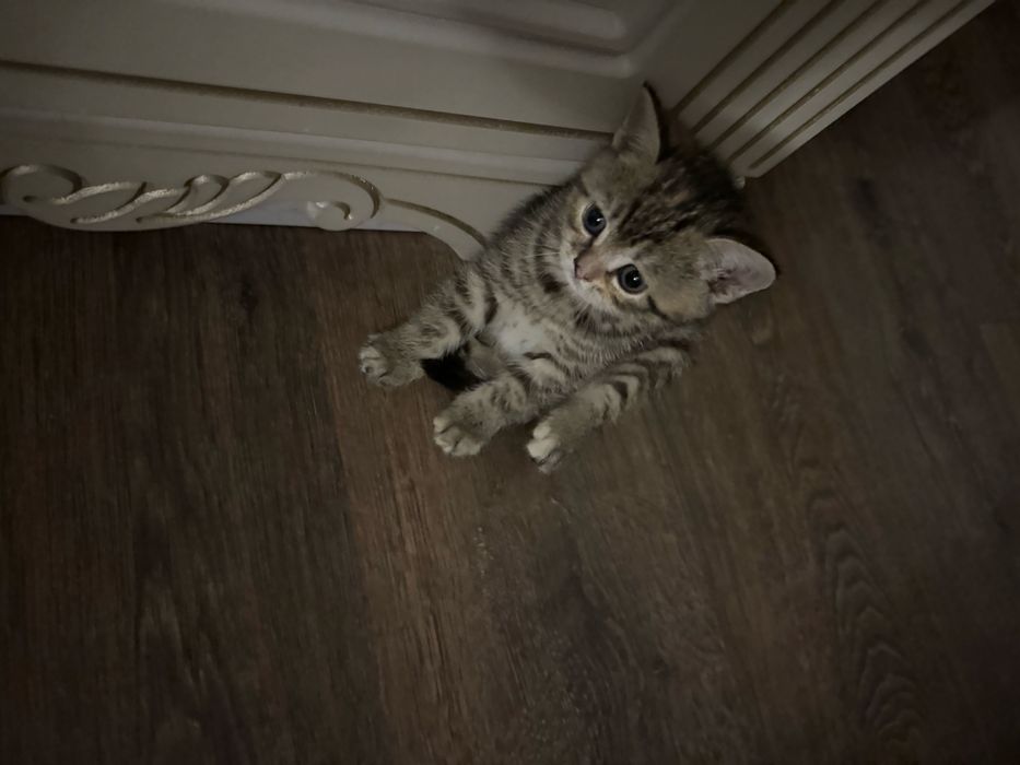 Милые котята продается