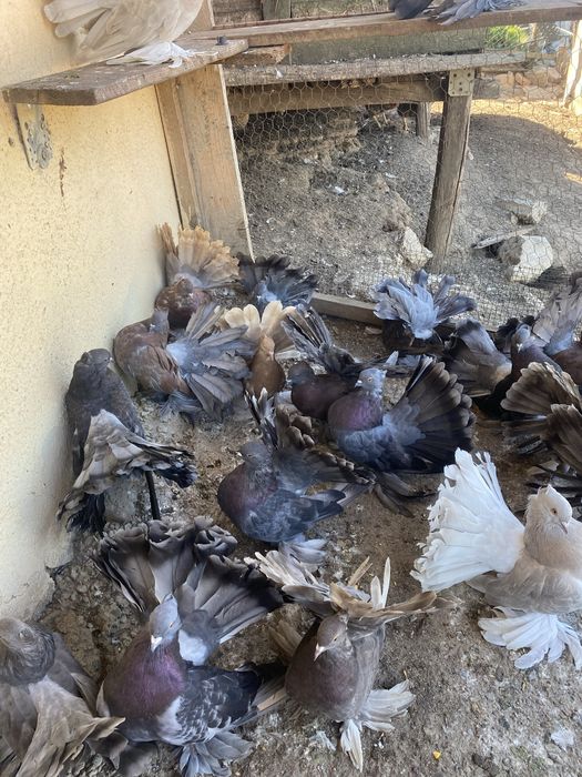 De vanzare porumbei indieni