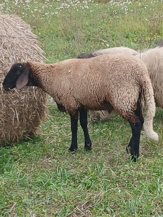 De vânzare berbec de anul.acesta