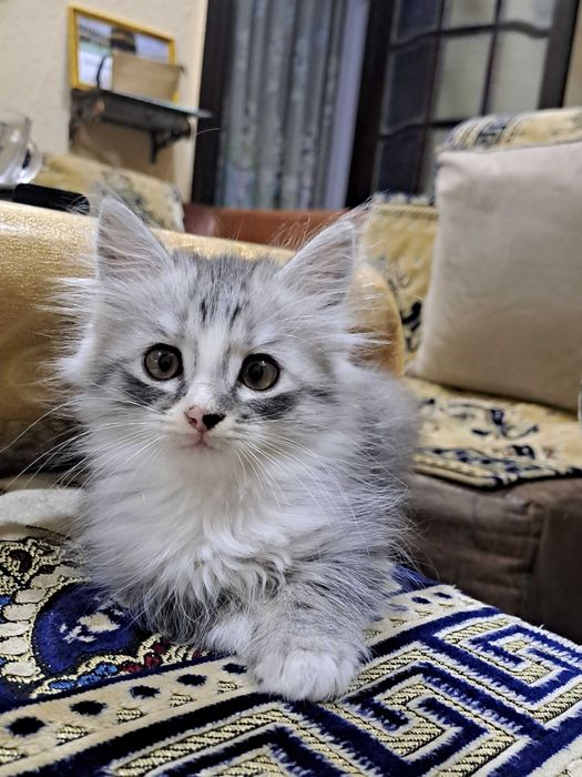 котята в Ургенче