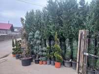 Tuia Danica Enupăr tijă photinia evonimus ilex și multe alte plante