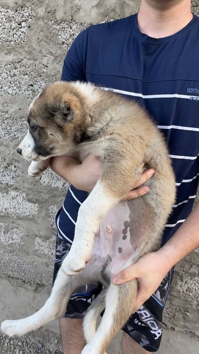 Щенки алабай мальчики