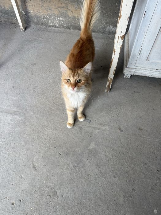 Породистая кошка. Кострированный домашний