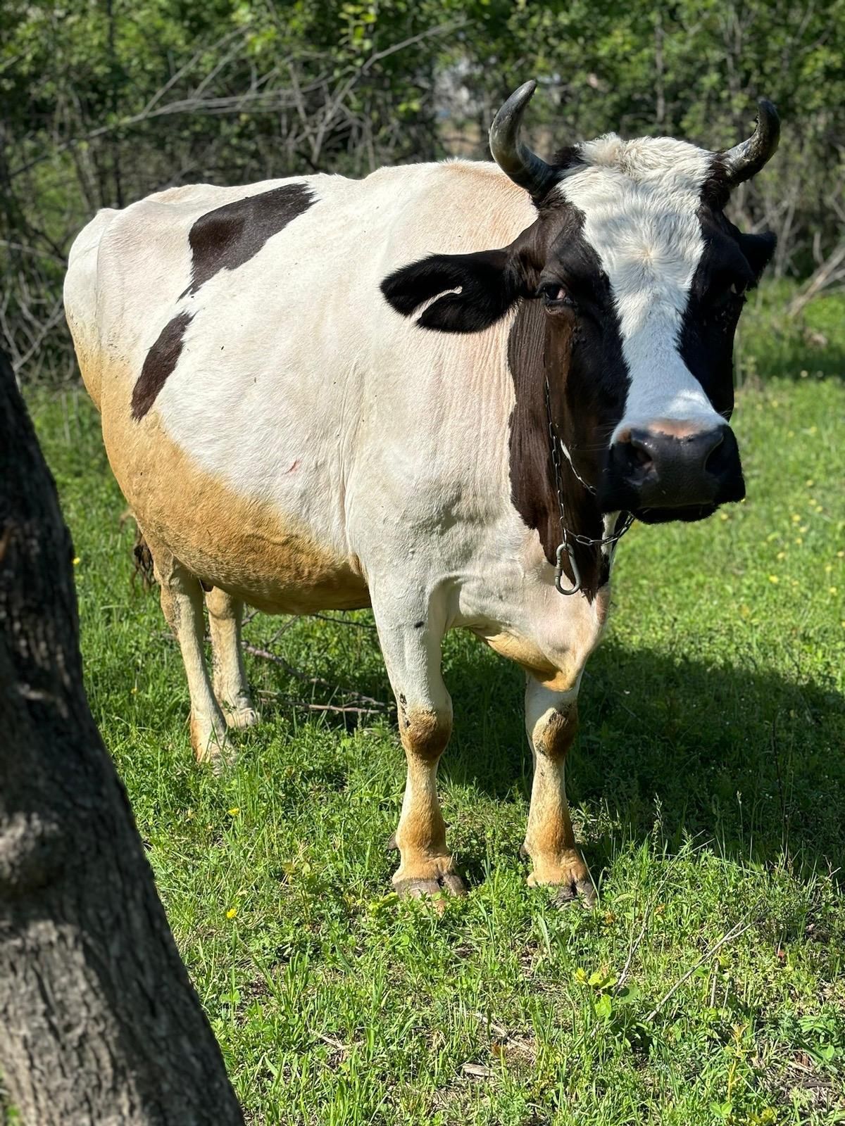 Vând vaca bălțată românească.