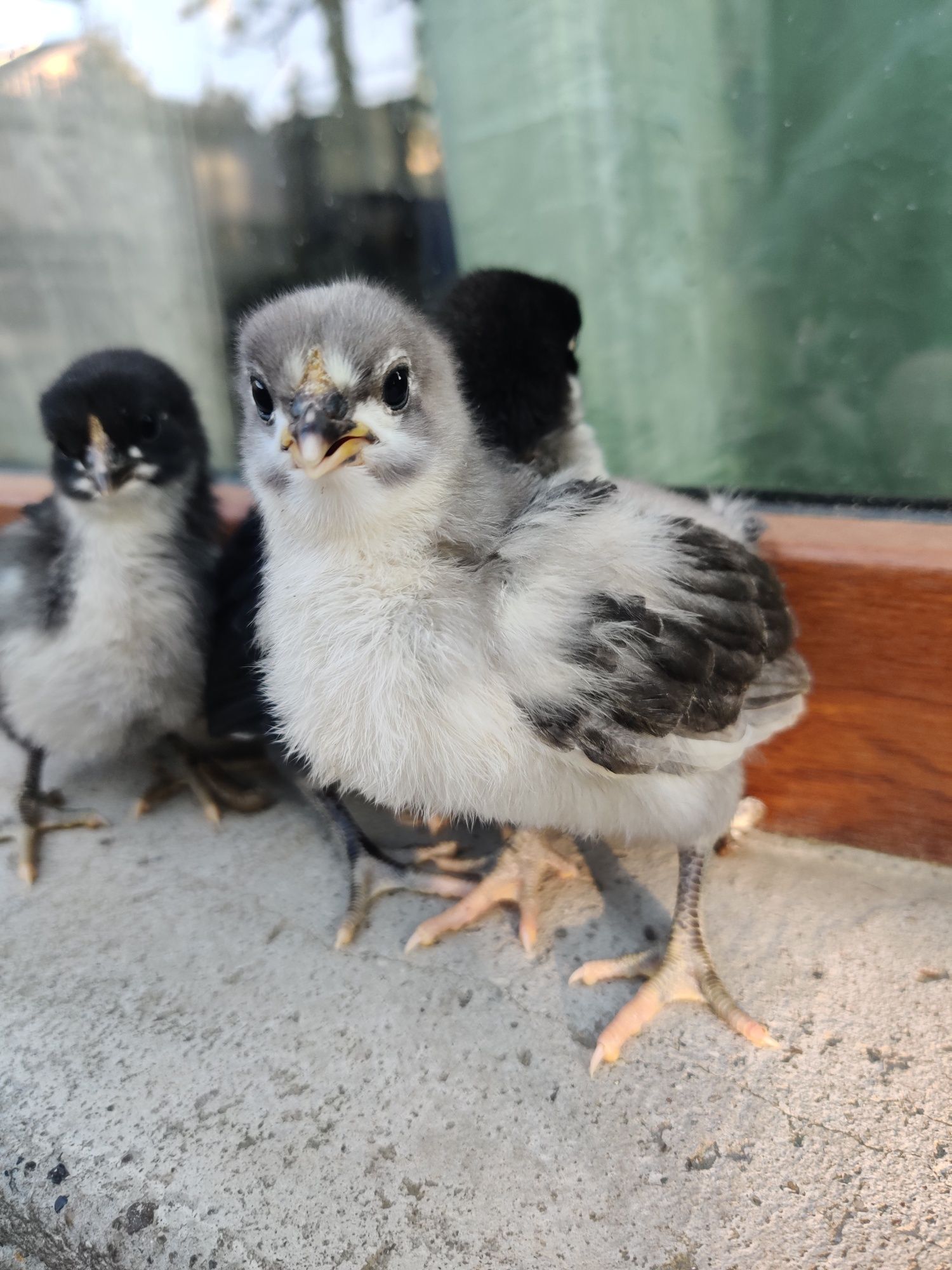 Pui Australorp Albastru /negru