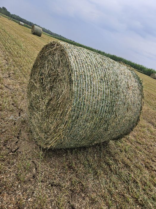 Baloți lucernă 2025