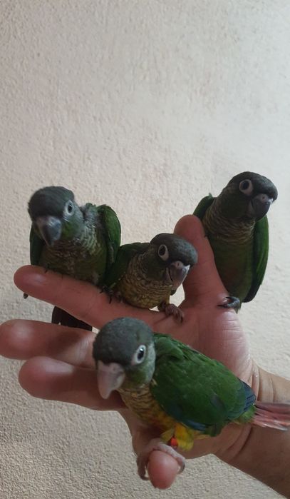 ръчно хранени папагалчета