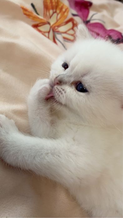 Шиншилловые британские котятки