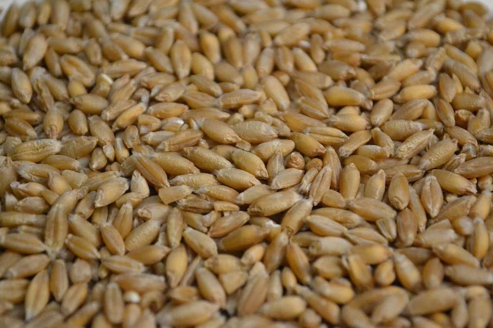 Vând cereale pentru semănat: orz de toamna C1, triticale de toamna C1