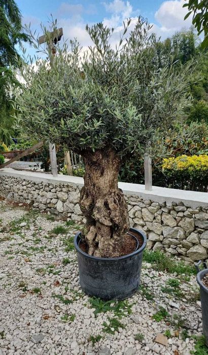 Măslini rezistenți la frig