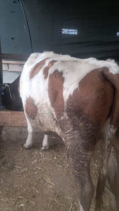 Vând  vaci cu lapte pret 7000 negociabil