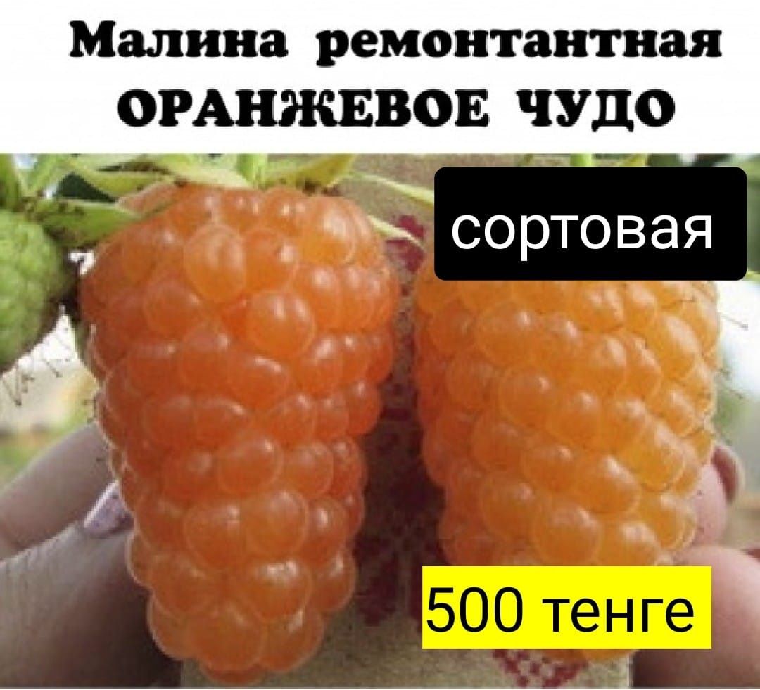 Саженцы малины оранжевая, красная, жёлтая ,бордовая