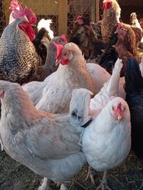 Селектирани кокошки, пилета, токачки.