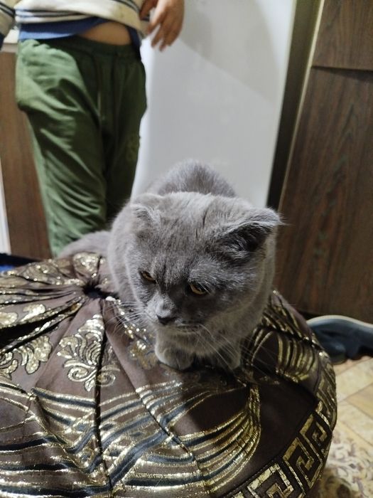 Mushu sotiladi xolati zur