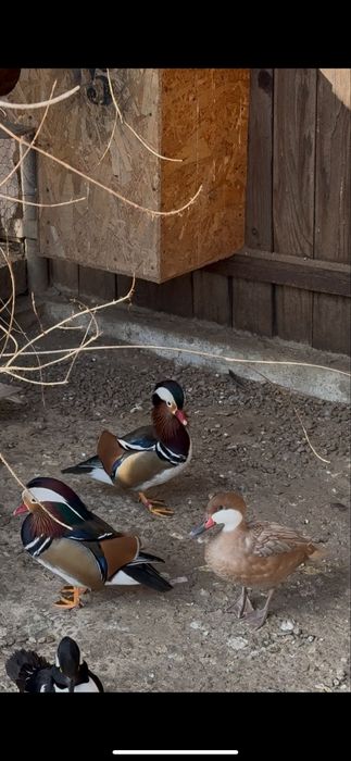 Pereche rate mandarine