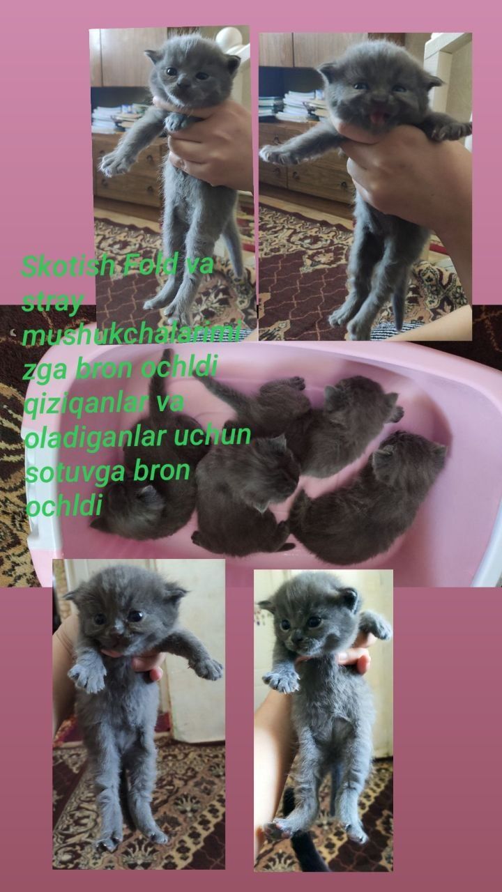Fold va strayt mushukchalar sotuvda