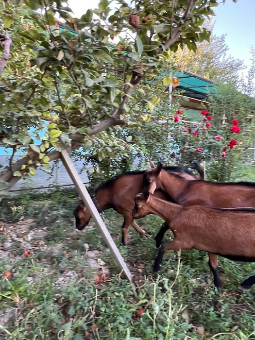 Alpin echki Алпин эчки арзон arzon