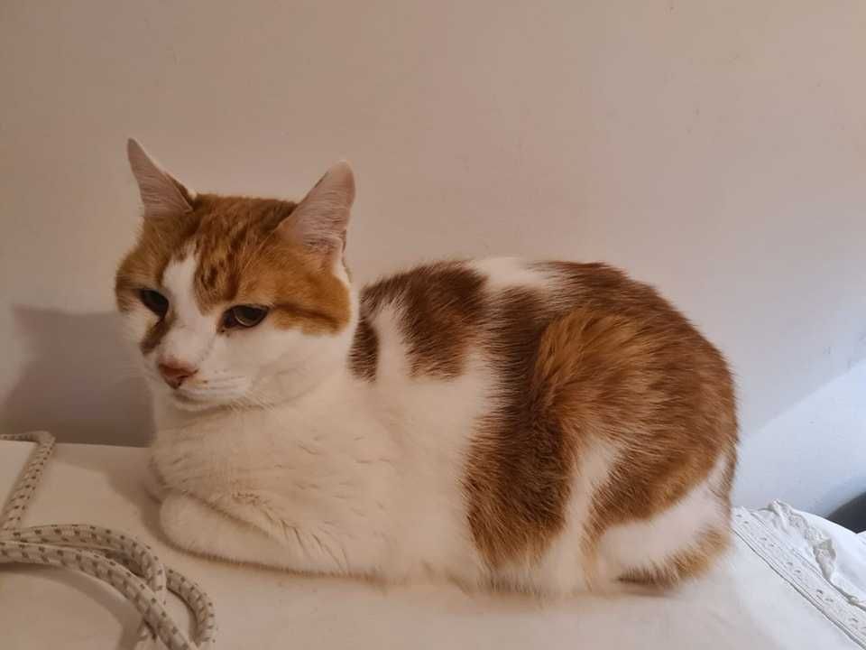 Adoptie motan Bucuresti