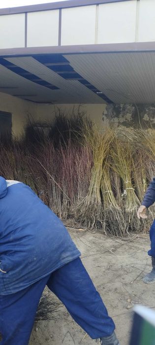 Gujum Гужум Qayrag'och sotiladi