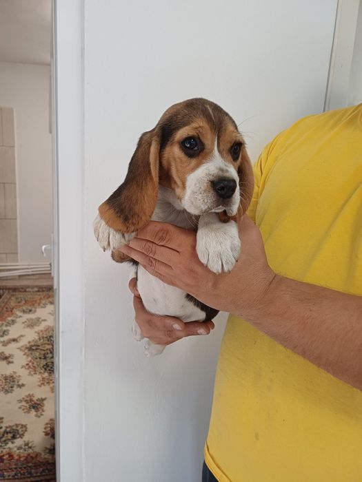 Pui Beagle tricolor